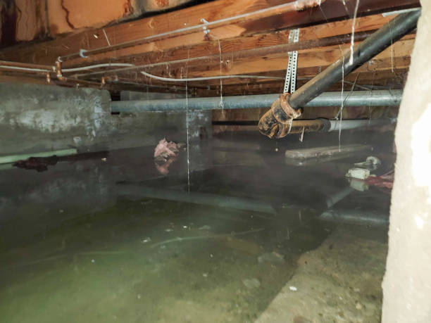 Best Water damage restoration services  in Friars Point, MS